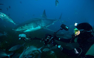 Le photographe sous-marin Patrice Héraud lors d'une séance avec un Grand Requin Blanc.